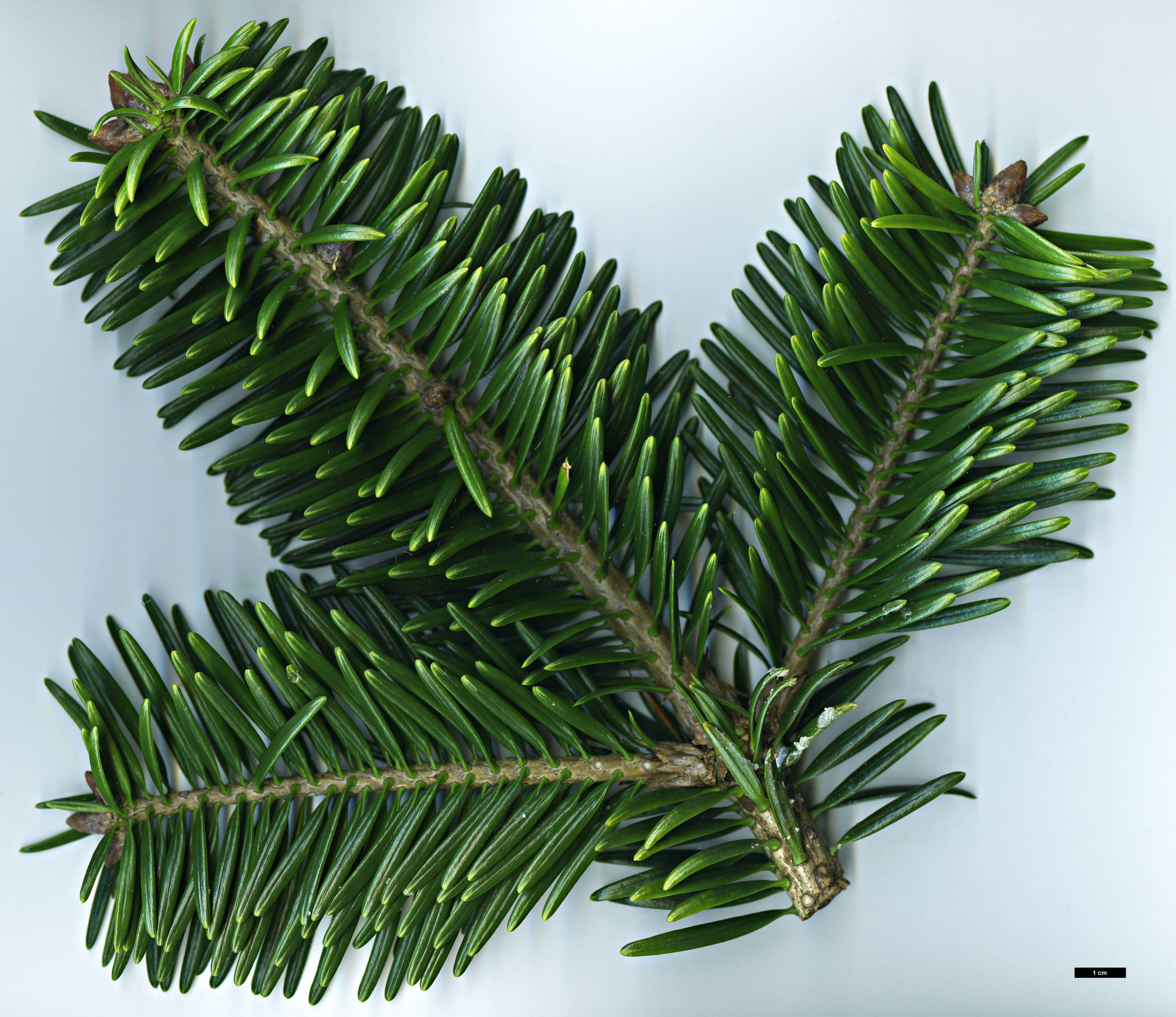 High resolution image: Family: Pinaceae - Genus: Abies - Taxon: chensiensis - SpeciesSub: subsp. salouenensis